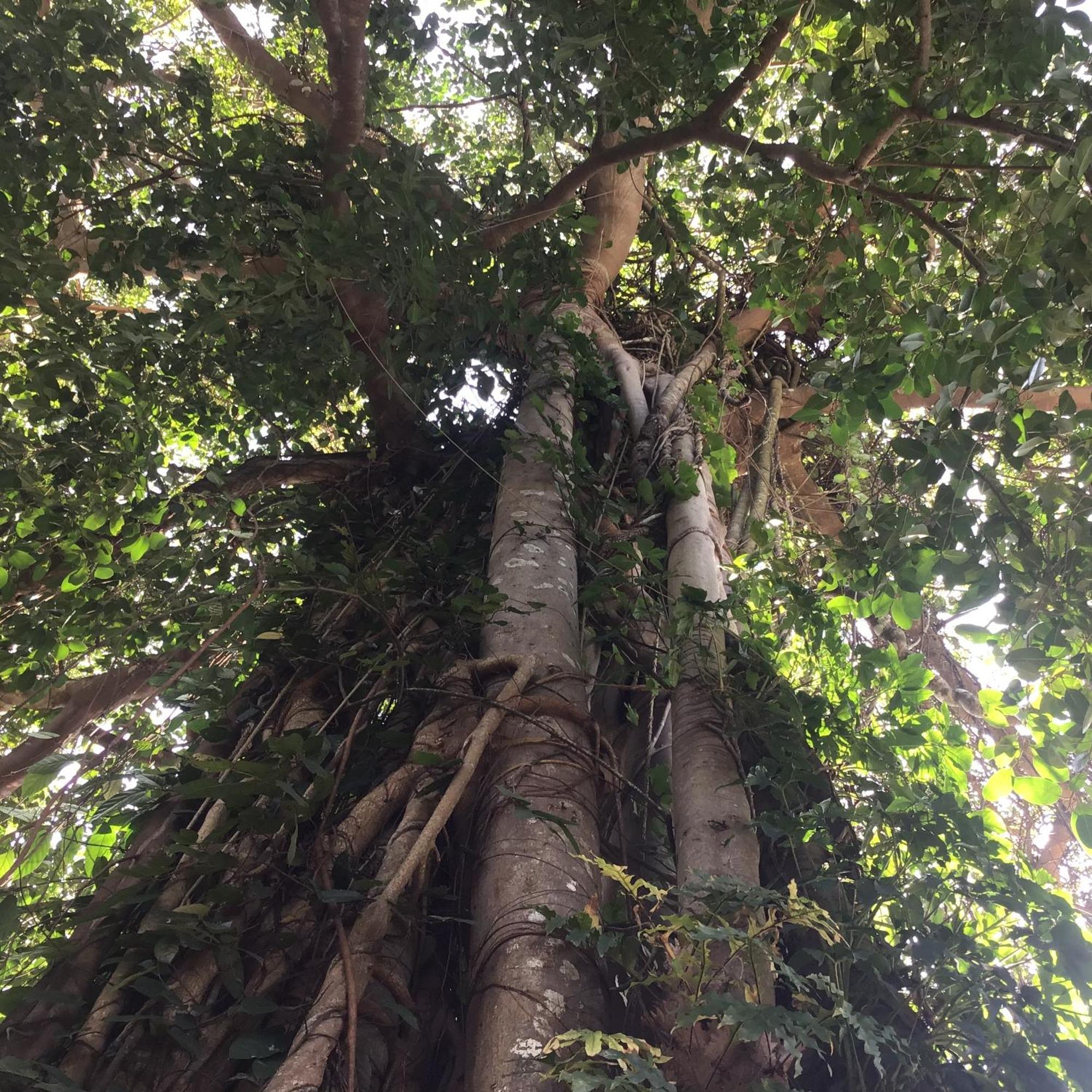 Grand Tree Ξενοδοχείο Κο Τσανγκ Εξωτερικό φωτογραφία