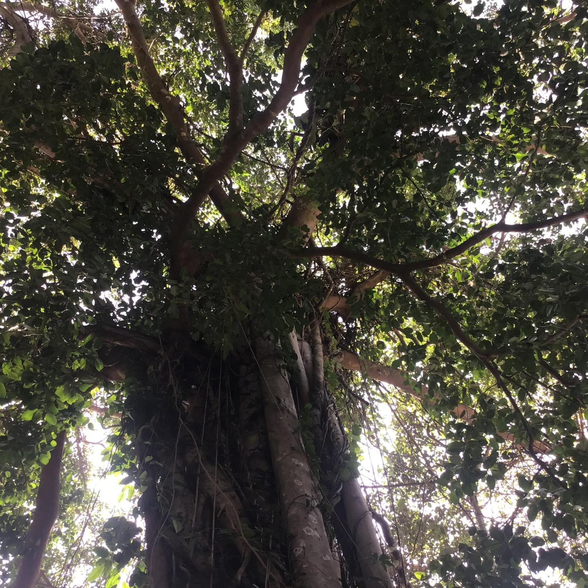 Grand Tree Ξενοδοχείο Κο Τσανγκ Εξωτερικό φωτογραφία
